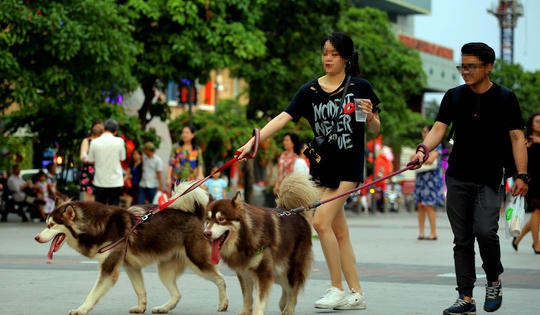 Chó thả rông cắn người, chủ phải chịu trách nhiệm thế nào? Chó thả rông cắn người, chủ phải chịu trách nhiệm thế nào?