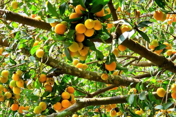 Vĩnh Long sẽ lập Kỷ lục 135 món ngon từ trái thanh trà Bình Minh Vĩnh Long sẽ lập Kỷ lục 135 món ngon từ trái thanh trà Bình Minh