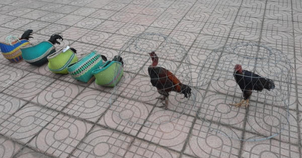 Công an “siết” vòng vây phá sới gà khủng trong trại bò bỏ hoang