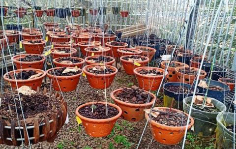 Mất trộm lan 4 tỷ, chủ nhân chóng váng nhập viện: Nghi người quen