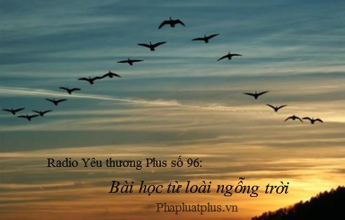 Radio Yêu thương Plus số 96: Bài học từ loài ngỗng trời