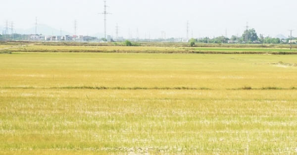 Nghệ An: Cận cảnh những cánh đồng lúa cháy khô vì hạn hán