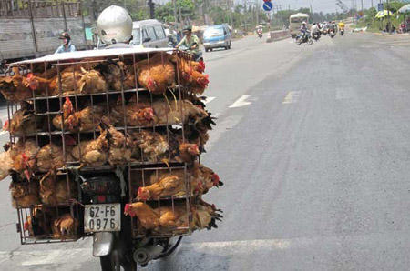 Phạt đến 100 triệu đồng cho vi phạm hành chính trong lĩnh vực thú y