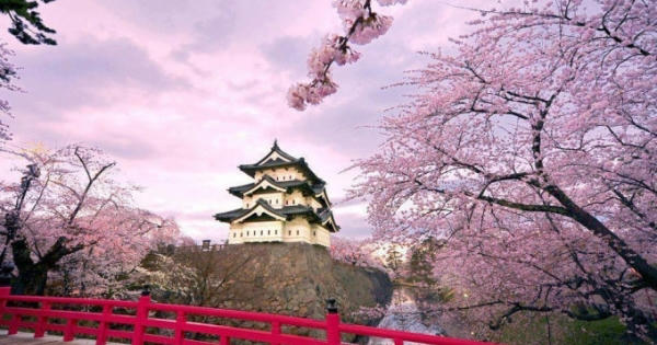 Vui xuân, đón tết cùng Lễ hội Ngắm hoa Anh đào Hanami Vui xuân, đón tết cùng Lễ hội Ngắm hoa Anh đào Hanami