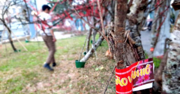 Bộ NN&PTNN nói gì về việc truy xuất đào rừng? Bộ NN&PTNN nói gì về việc truy xuất đào rừng?