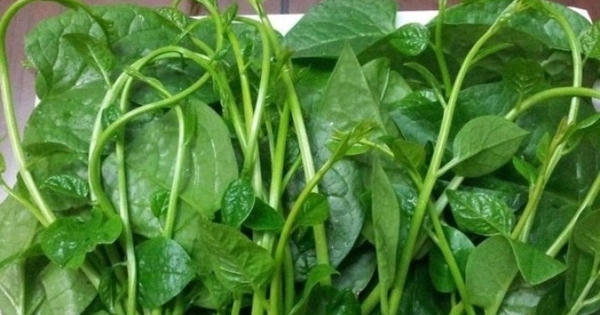 Bài thuốc quý từ rau mồng tơi