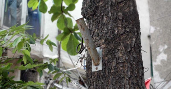 Điểm báo ngày 10/2/2017: Bạo hành cây xanh