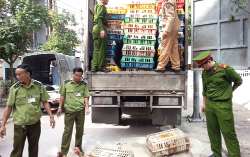 Siết chặt buôn lậu gia cầm, chặn đứng nguy cơ bùng phát dịch cúm A Siết chặt buôn lậu gia cầm, chặn đứng nguy cơ bùng phát dịch cúm A