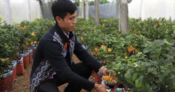 Lạ kỳ 'bàn tay Phật' trên chậu cây mini, anh nông dân thu tiền tỷ