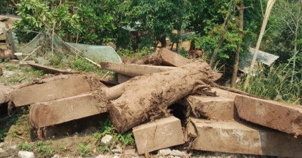 Điện Biên: Dừng bán đấu giá tang vật gỗ nghiến, hạn chế hợp pháp hóa lâm sản