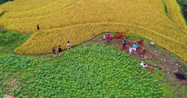 Mùa lúa chín ở Mù Cang Chải