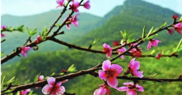 Thơ: Phố Mùa Xuân