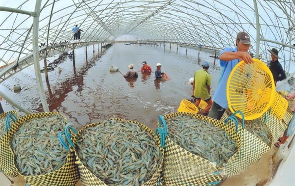Xuất khẩu tôm Việt Nam đạt 3,9 tỷ USD