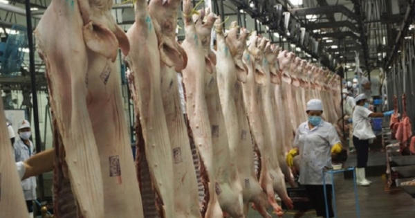 Bộ Công an 'giải cứu' hơn 3.600 tấn thịt heo