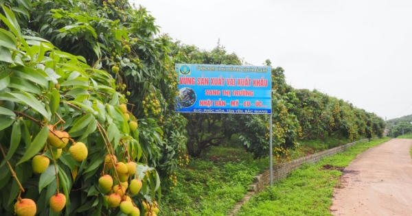 Vải thiều sớm Tân Yên sẵn sàng "xuất ngoại"