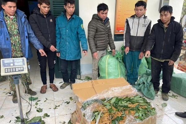 Bắt giữ 360kg sâm vận chuyển trái phép vào Việt Nam