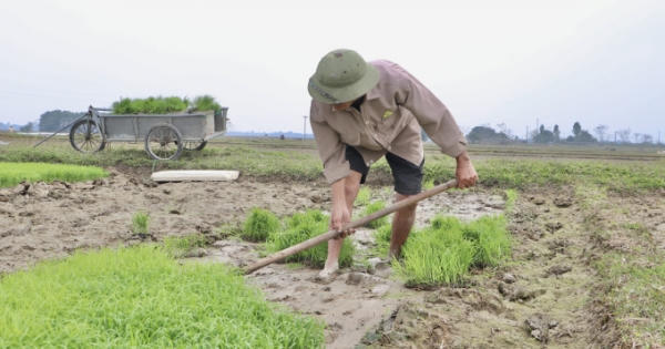 Bà con nông dân rộn ràng xuống đồng đầu năm mới