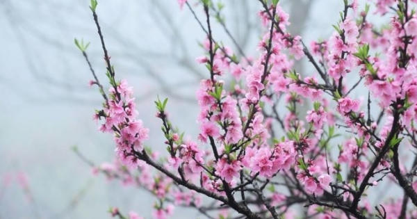 Chỉ đạo mới của Tổng cục Thi hành án dân sự trong thời gian nghỉ Tết Chỉ đạo mới của Tổng cục Thi hành án dân sự trong thời gian nghỉ Tết