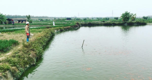 Đỏ rực cả làng, hàng tấn cá chép chuẩn bị Tết ông Táo Đỏ rực cả làng, hàng tấn cá chép chuẩn bị Tết ông Táo