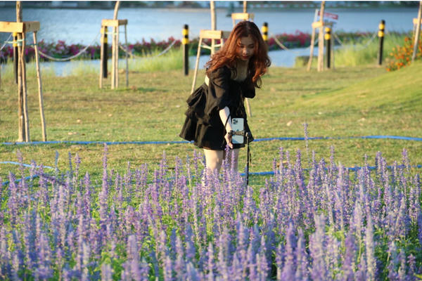 TP Hồ Chí Minh sẽ trồng thêm nhiều loại hoa khác bên cạnh cánh đồng hoa hướng dương