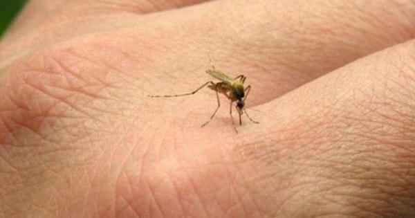 Ba con đường lây nhiễm chính của virus Zika