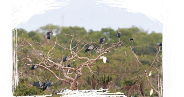 Để Việt Nam mãi là nơi đất lành chim đậu