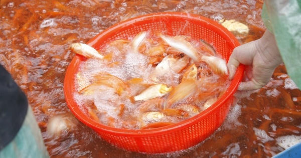 Chợ cá lớn nhất Thủ đô nhộn nhịp trước ngày ông Công, ông Táo Chợ cá lớn nhất Thủ đô nhộn nhịp trước ngày ông Công, ông Táo