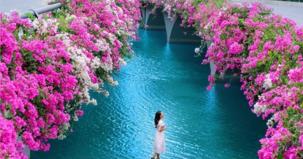 Hơn một triệu bông hồng nở hoa rực rỡ khắp Ecopark
