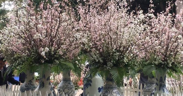 Rực rỡ sắc hoa anh đào tại Hà Nội