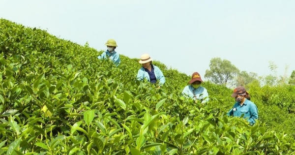Chè Hoài Trung - Chắt chiu vị ngọt cho đời