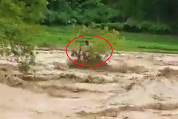 Clip: Người đàn ông bị mắc kẹt trên cây dưới dòng nước lũ đang cuồn cuộn chảy siết