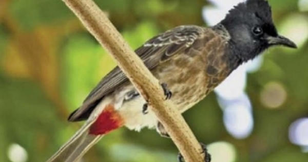 Vụ Giám đốc sở 30 tuổi bị mất chim: Dân mạng bình luận... bằng thơ