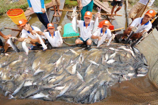 Việt Nam vẫn là nguồn cung cá tra số 1 tại Nga