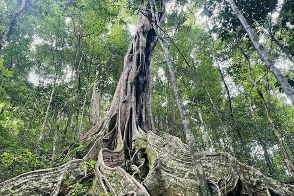 6 cây đa ở VQG Kon Ka Kinh, Gia Lai được công nhận là Cây Di sản Việt Nam