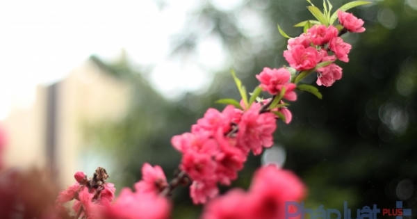 Hà Nội: Rực rỡ sắc đào nở muộn