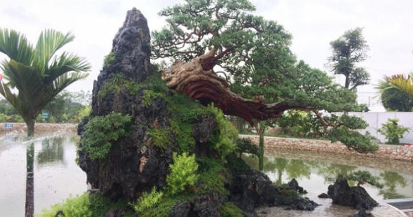 Quảng Ninh: Những tác phẩm nghệ thuật Bonsai độc đáo tại triển lãm cây cảnh nghệ thuật Yên Tử 2018