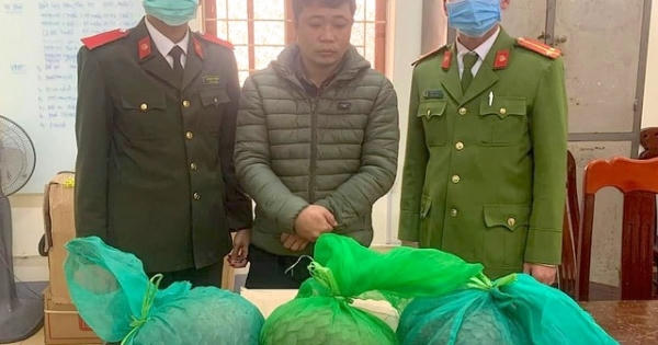 Bị bắt khi đang trên đường vận chuyển 3 cá thể tê tê quý hiếm Bị bắt khi đang trên đường vận chuyển 3 cá thể tê tê quý hiếm