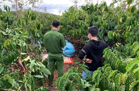 Đắk Lắk: Tá hỏa phát hiện thi thể nam giới trong rẫy cà phê