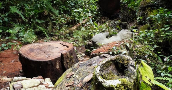 Tổng cục Lâm nghiệp đề nghị đẩy nhanh điều tra việc khai thác lâm sản trái phép huyện Vị Xuyên và Quản Bạ