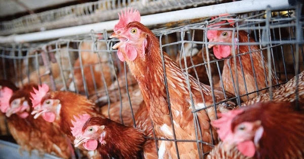 Nghi vấn gà Mỹ 'ngậm' hóa chất gây ung thư arsenic