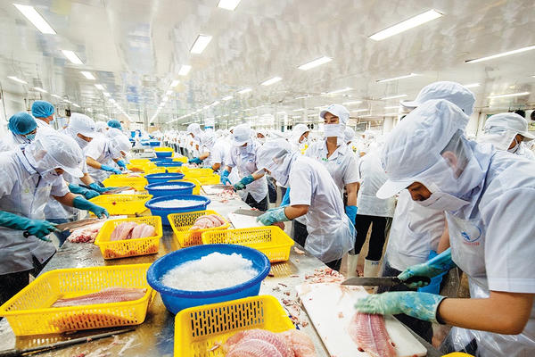 Xuất khẩu cá tra 11 tháng vượt mốc 2 tỷ USD
