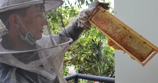 Cú sốc thuế hơn 400% với mật ong Việt Nam