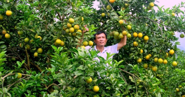 Đã mắt với những vườn cam Vinh chín mọng, lúc lỉu quả