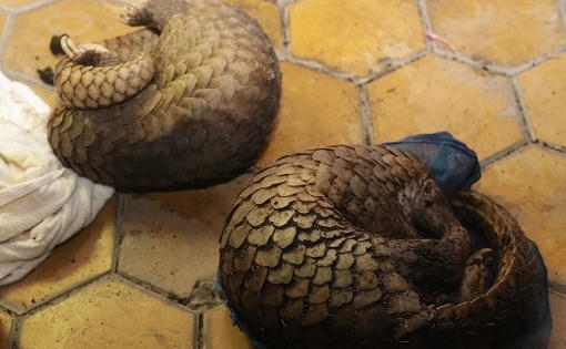 Phát hiện 30 cá thể tê tê còn sống trên chiếc xe khách