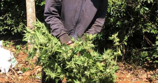 Đắk Lắk: Phát hiện đối tượng trồng trái phép 236 cây cần sa xã Cư Bao