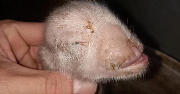 Chuyện lạ ở Hà Giang: Lợn có hình hài giống… khỉ!