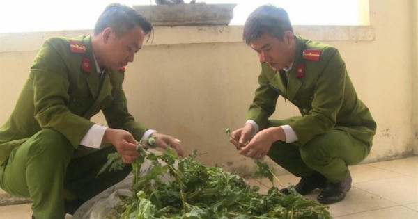 Thái Bình: Phát hiện hơn 100 cây thuốc phiện được gieo trồng trong vườn nhà