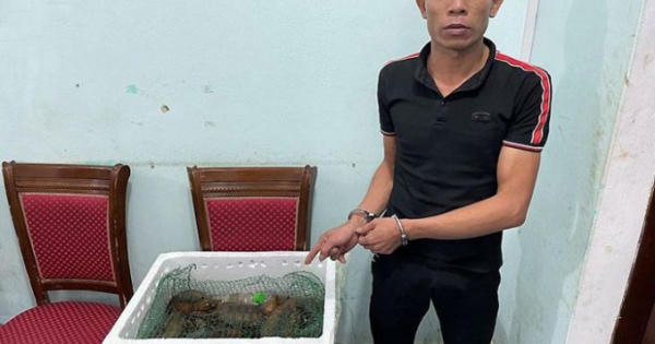 Vận chuyển cá thể rùa đầu to trái phép để kiếm lời khủng