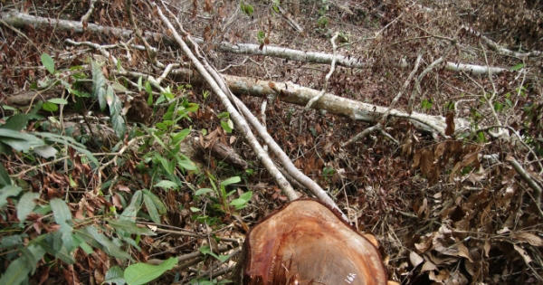 Lâm Đồng: Bắt tạm giam 4 đối tượng trong vụ phá rừng ở huyện Đạ Tẻh