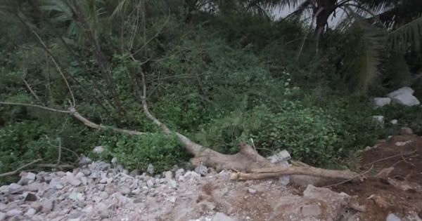 Chặt cây, cây đổ ra đường đè lên người phụ nữ đang đi xe máy